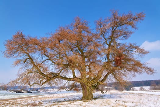 A beautiful,large and old tree is waiting for spring. In the background a beautiful blue sky with a few clouds.