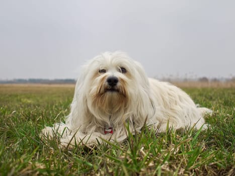 Dog lies obediently in the meadow and waits for further instructions