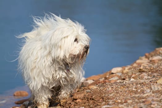 Dog - Havanese ready for new adventures after light digging on the lakeshore