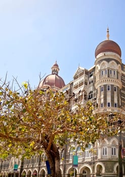 Vertical landscape of a tree full of pigeons which has a protection order for the birds, with the Taj Hotel in the background. The hotel stands in full view of the India Gateway and both landmarks are very popular destinations for tourist to Bombay India. Rendered photograph