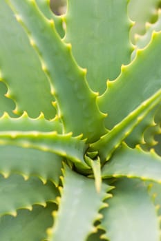 The center of aloe flower, green leafs background