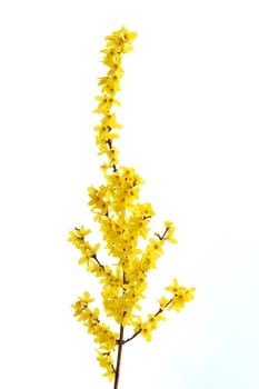 Details of a blossoming forsythia branch in spring.