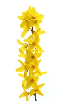 Details of a blossoming forsythia branch in spring.