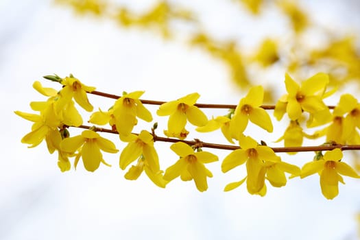 Details of a blossoming forsythia branch in spring.