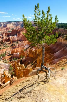 tree in Bryce Canyon National Park in Utah in the United States of America