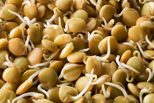 Beautiful soya bean sprouts close up shoot