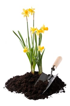 Yellow daffodils with spade isolated on white