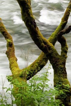 tree trunk with moss and river in background