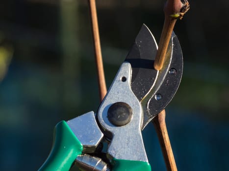Pruning wine grape vines in the winter