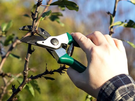 pruning apple tree in the spring
