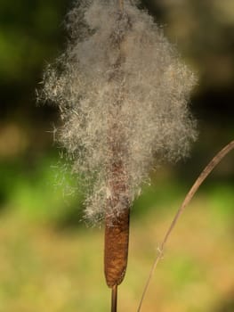Close up of a dry cattail propagating its seeds