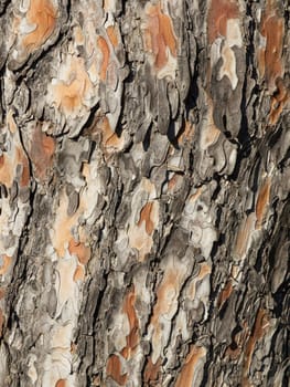 bark o fa pine tree as a background
