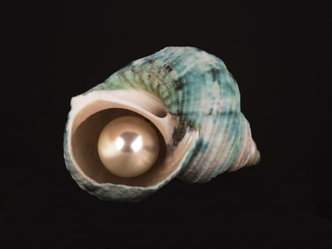 close up of open seashell with pearl on black background with