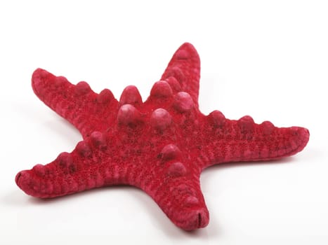Red sea star isolated on white background
