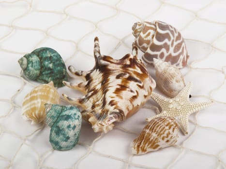 Seashells and starfish caught in a white fishing net for use as an aquatic inference or decorative background.