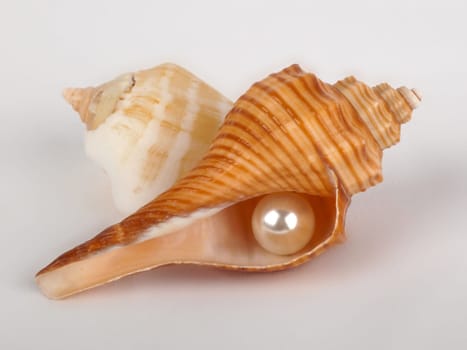close up of open seashell with pearl on white background
