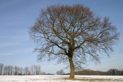 English oak in winter