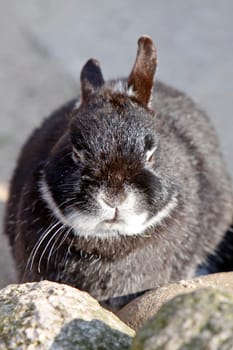 Pygmy rabbit
