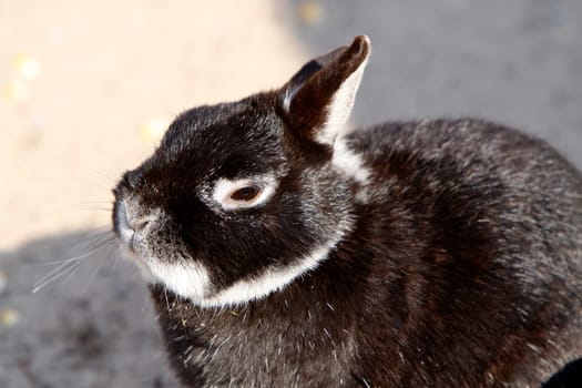 Pygmy rabbit