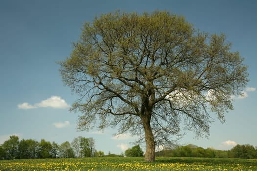 English oak in spring