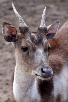 Rusa deer
