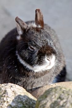 Pygmy rabbit