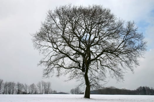 Stem oak in winter