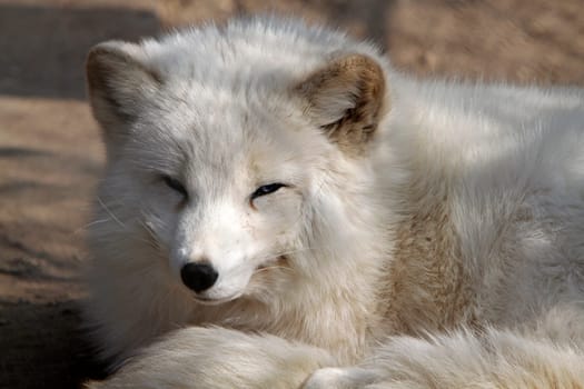 Polar fox