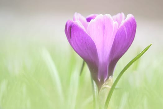 The crocus in a delicate pastel colour
