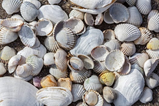 Mussels