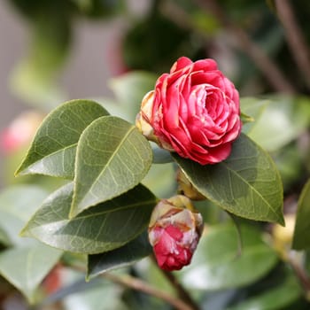 Details of a blossoming camellia branch in spring.