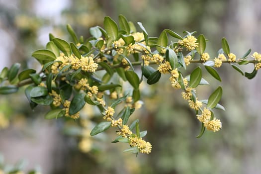 Details of a blossoming common box branch in spring.