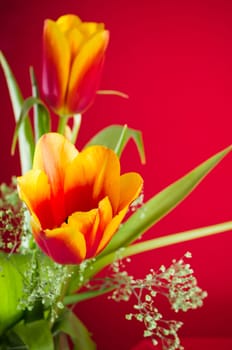 Bouquet of yellow-red tulips on a red background