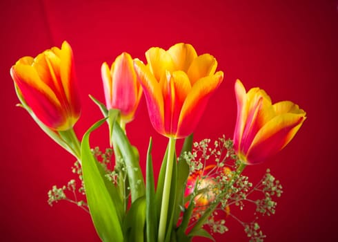 Bouquet of yellow-red tulips on a red background
