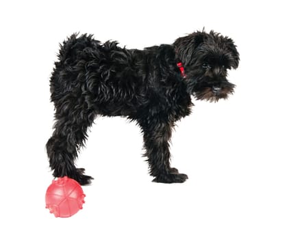 miniature schnauzer is isolated on a white background