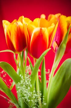 Bouquet of yellow-red tulips on a red background