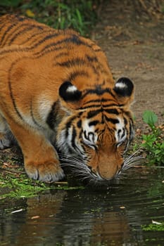 Thirst