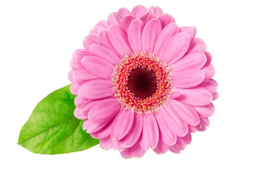 Vibrant pink daisy with green leaf isolated on white background.