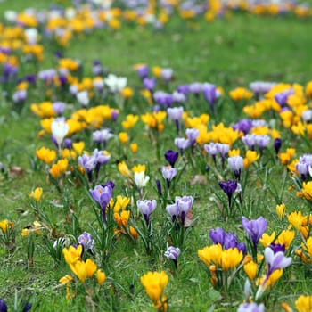 Details of a blossoming common box branch in spring.