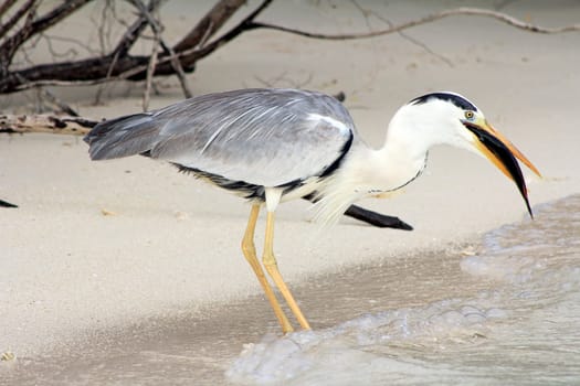 A heron eats its prey
