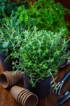 Different herbs for planting with garden tools