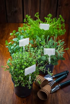 Various herbs for planting with garden tools
