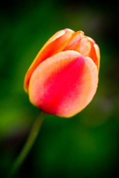 Closeup on a red tulip, flower macro