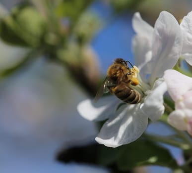 Busy bee collecting nectar from apple blossoms