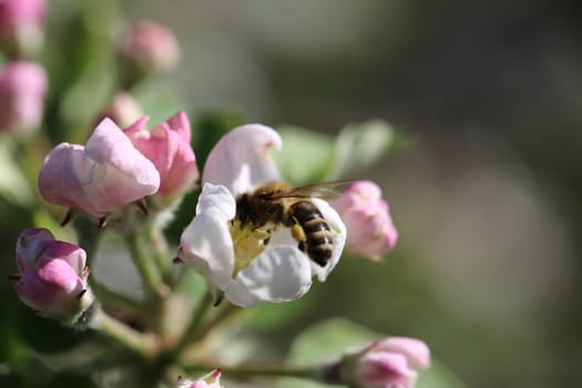 Busy bee collecting nectar from apple blossoms