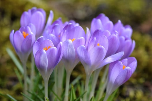 Crocuses