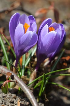 Crocuses