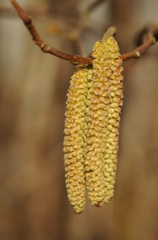 Hazelnut