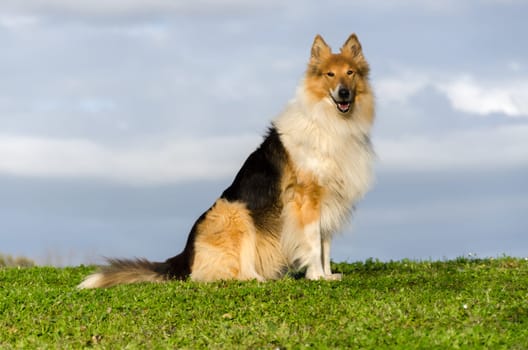 Collie dog on meadow at sunset