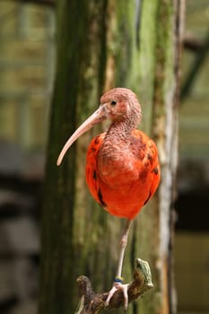 Red Ibis